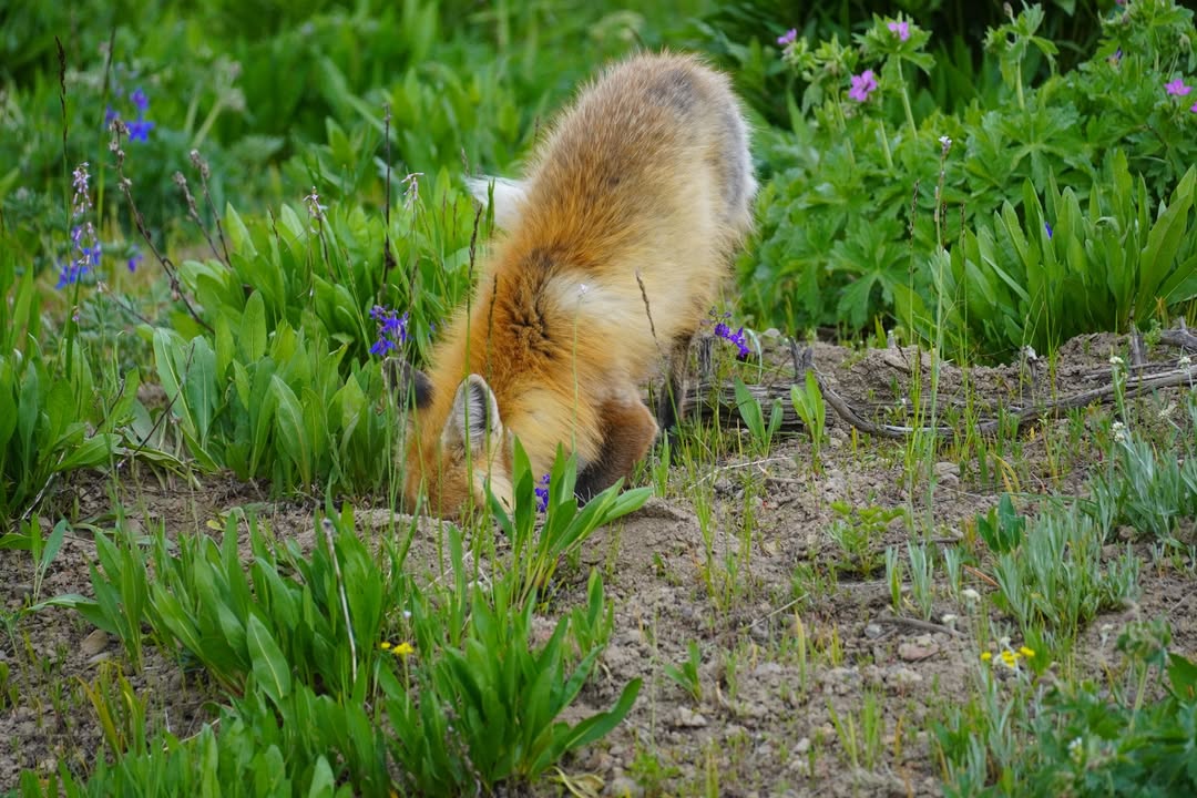 Fox Hunting off Grand Loop Road