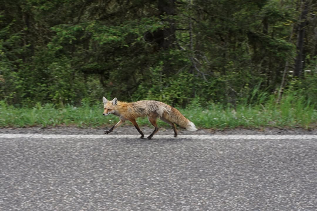Fox on Northeast Entrance Road