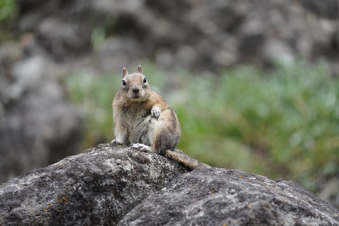 Golden-Mantled Ground Squirrel on Mount Washburn