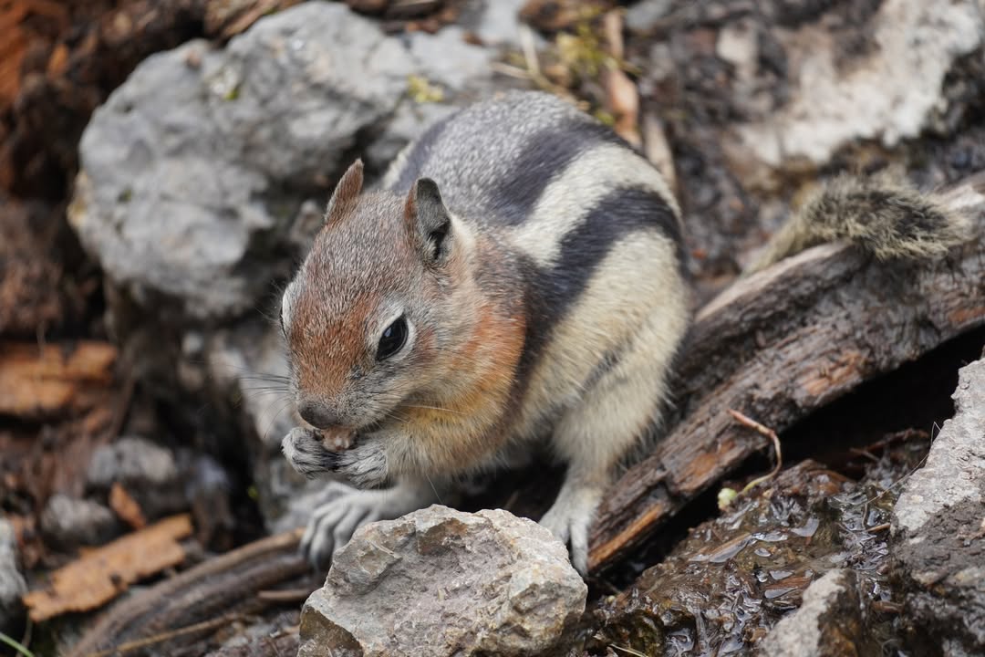 Ground Squirrel at Fairy Falls