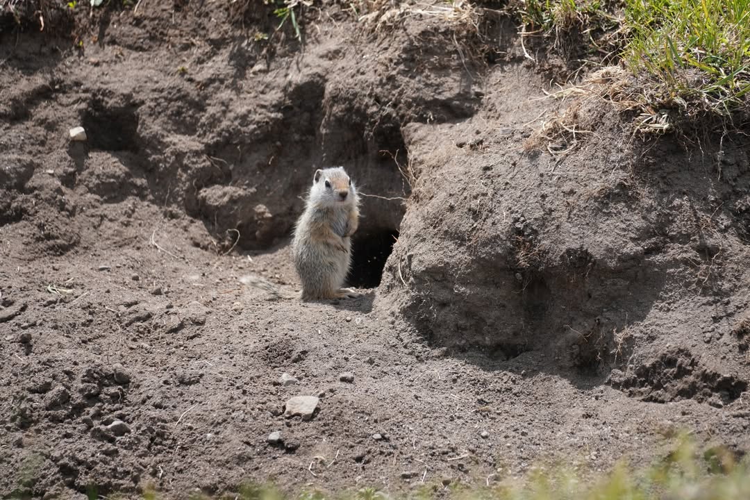 Ground Squirrel on Lamar River Trail