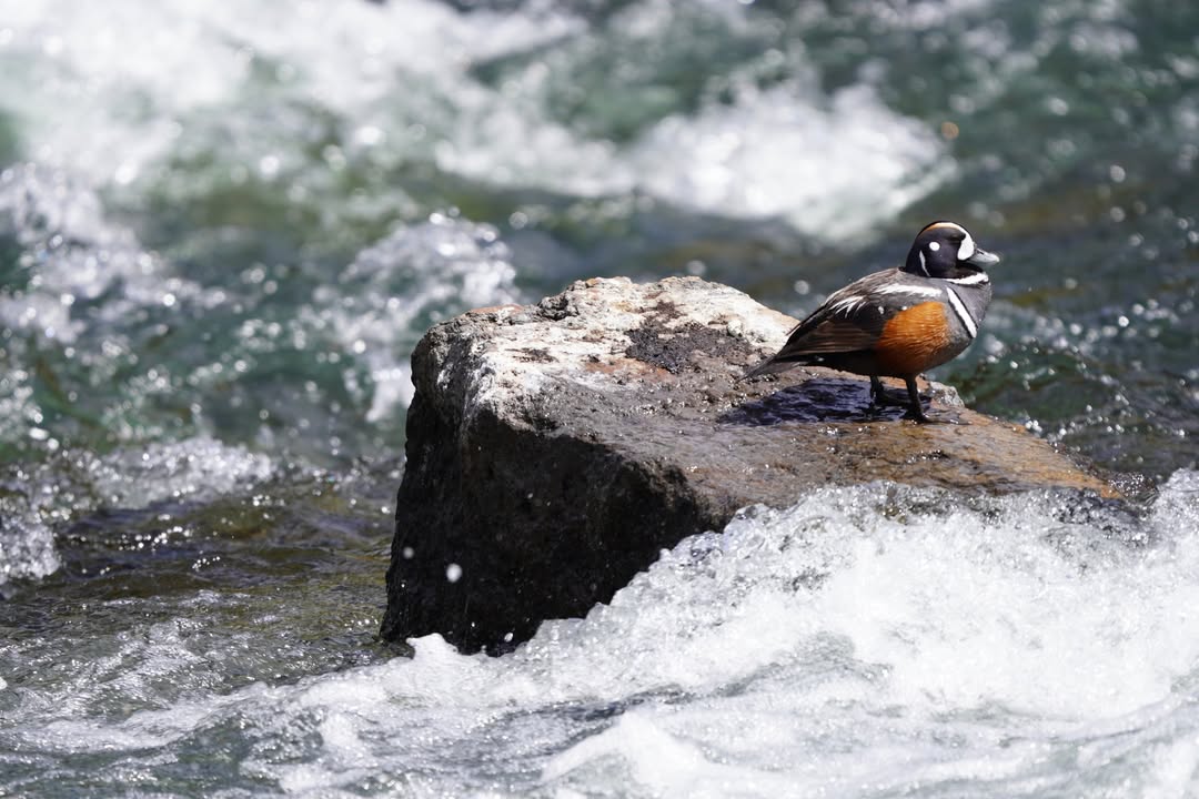 Harlequin Duck on Yellowstone River