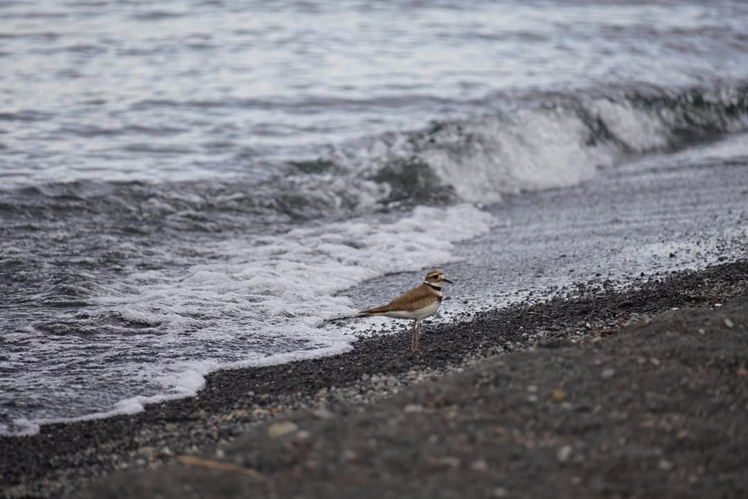 Killdeer on Yellowstone Lake