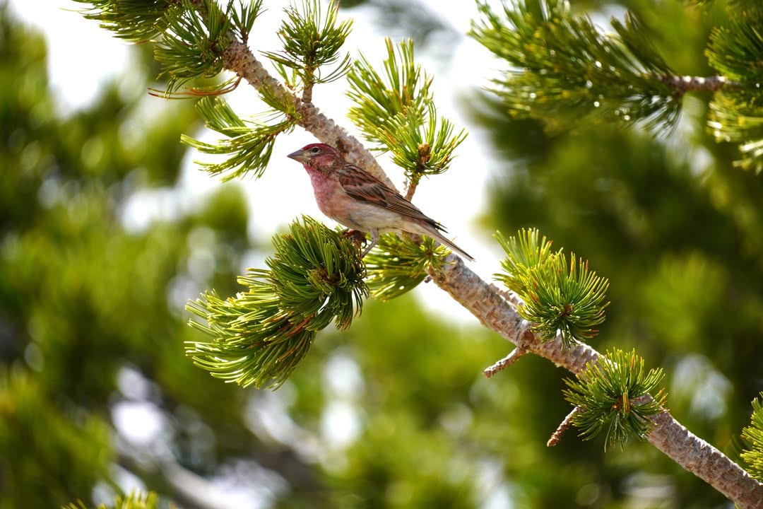Male Purple Finch
