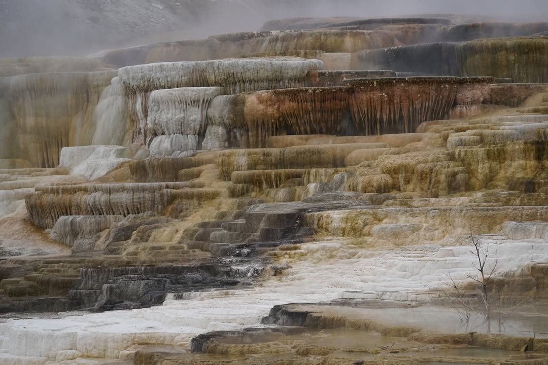 Mammoth Hot Springs