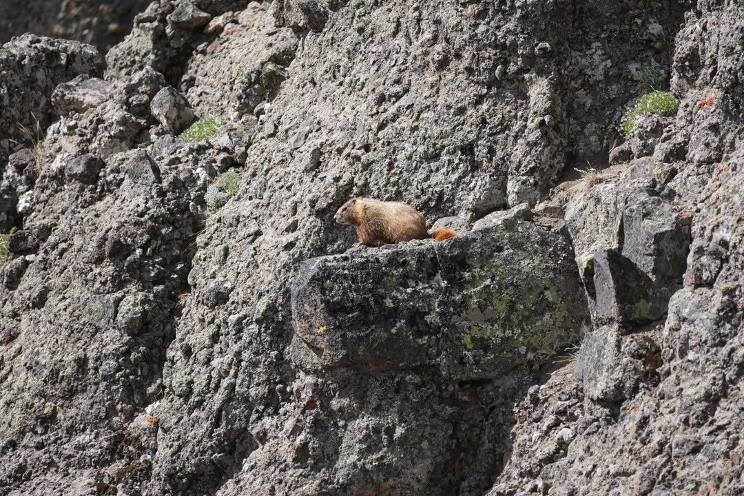 Marmont on Mount Washburn