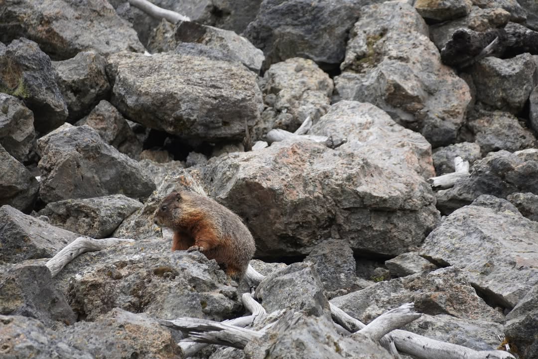 Marmot at Fairy Falls Area