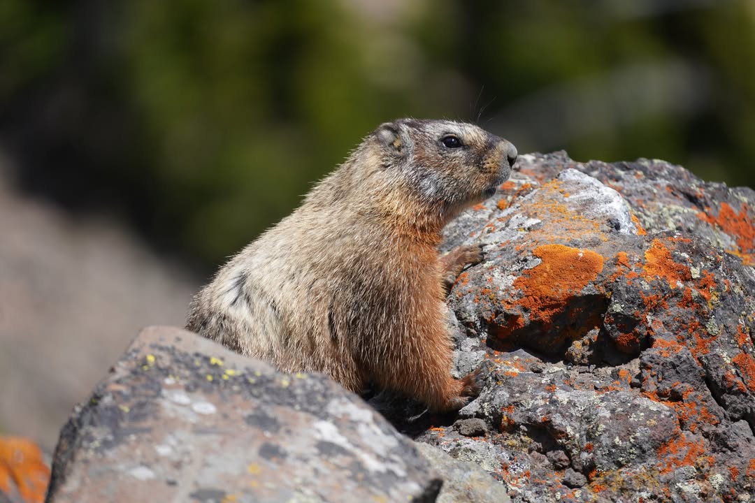 Marmot on Mount Washburn