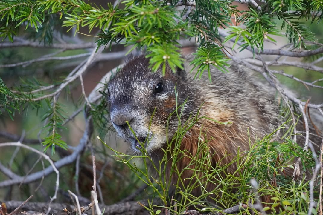 Marmot on Mount Washburn Trail