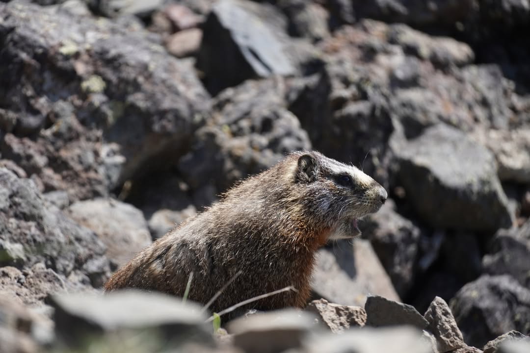 Marmot on Mount Washburn Trail