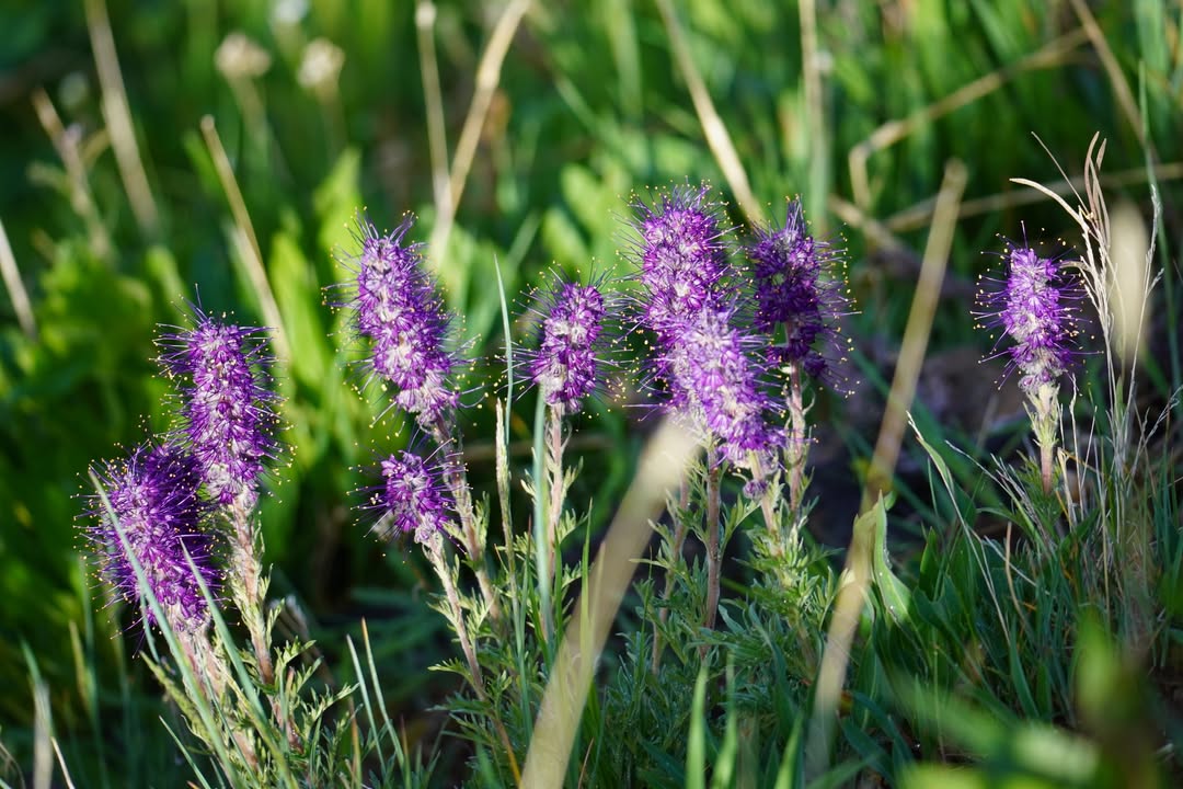 Meadow Blazing Star
