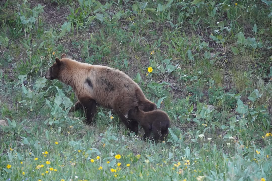 Momma Bear and 2 Cubs