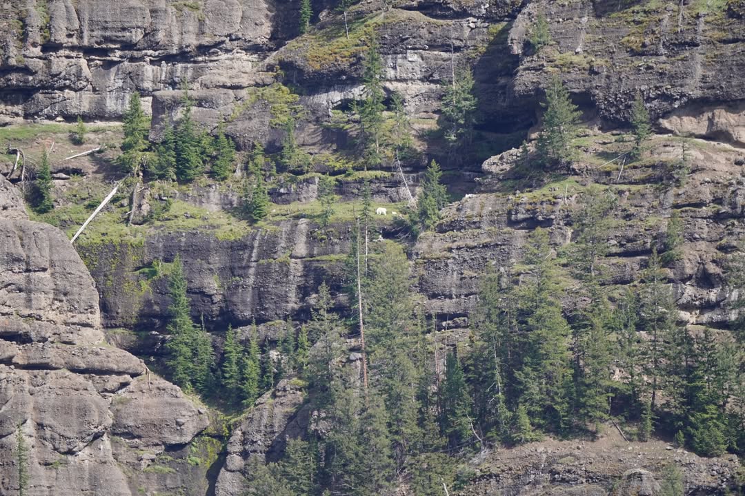 Mountain goat and kid.  Can you find them?