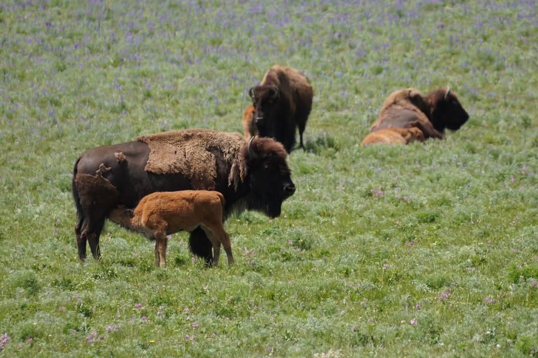 Nursing Buffalo Calf on Lamar River Trail