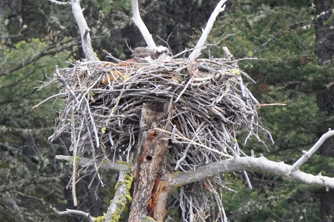 Osprey in Lamar Valley