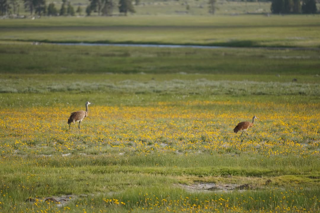 Sandhill Cranes on evening drive