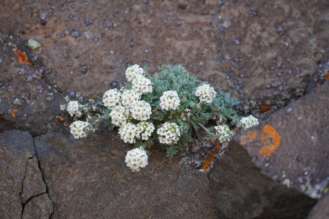 Sulphur-Flower Buckwheat