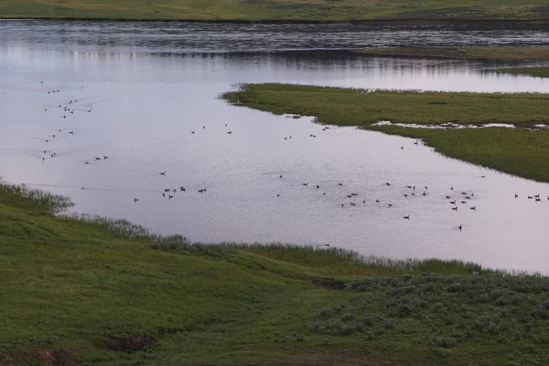 Wetlands in Hayden Valley