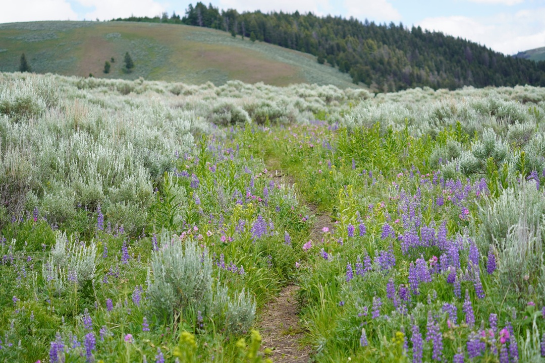 Wildflowers along Lamar River Trail