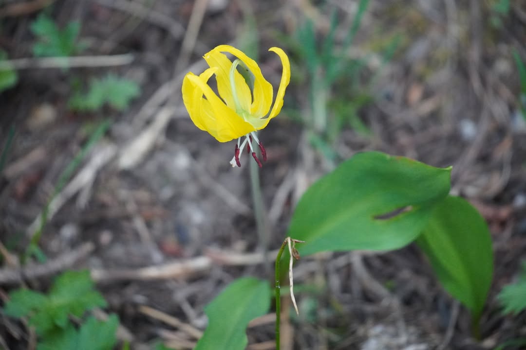 Yellow Avalanche Lily