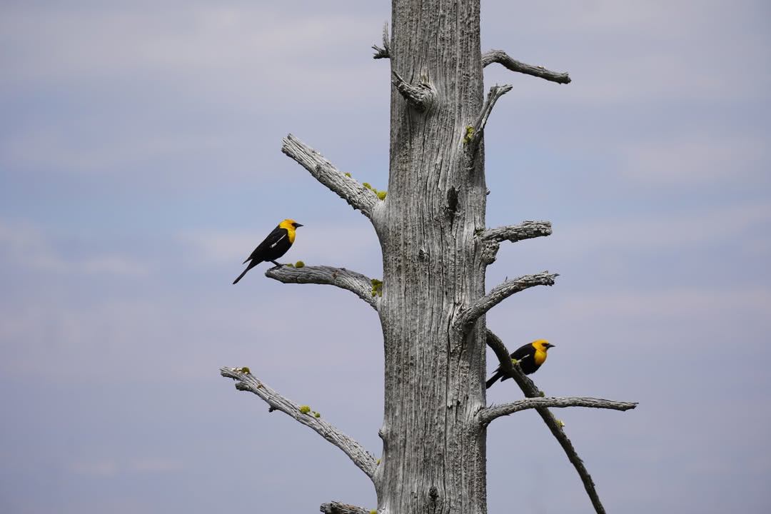 Yellow-Headed Blackbirds at Goose Lake